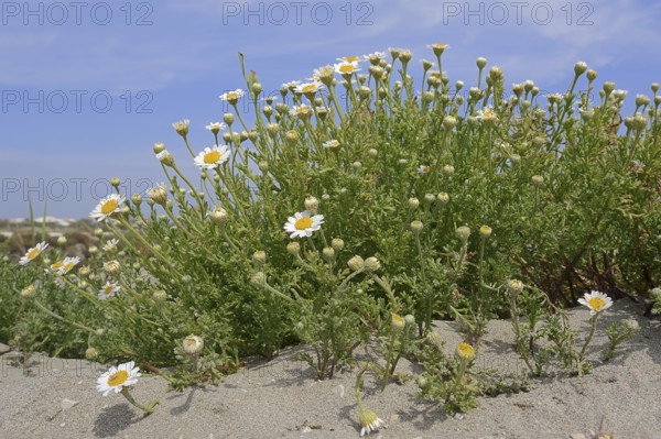 Beach dog chamomile (Anthemis maritima, Camomille maritime), flowering, Camargue, Provence, southern France