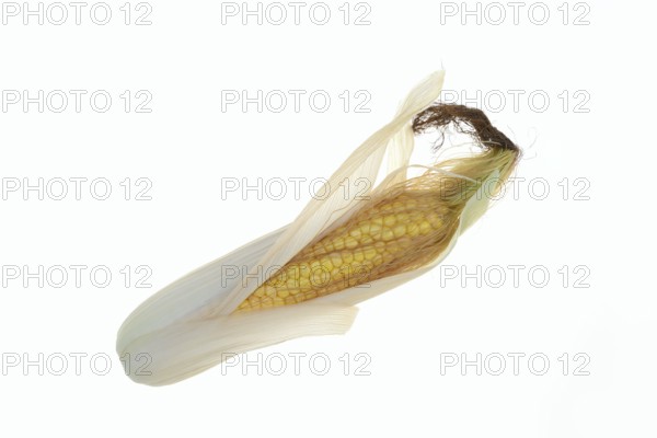 Corn (Zea mays), corn cobs against a white background