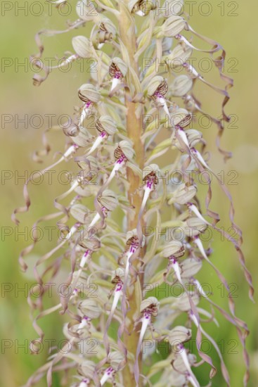 Goat's tongue (Himantoglossum hircinum), flowering, Centre region, France