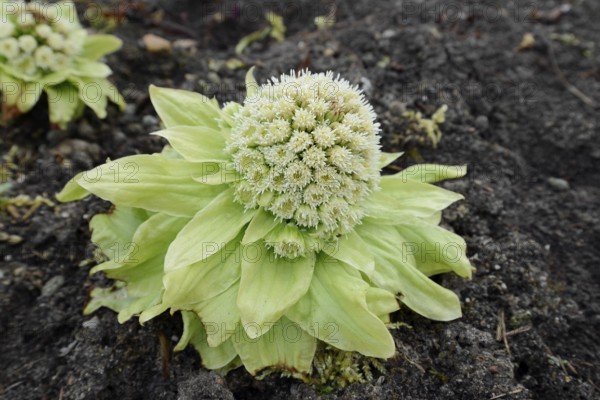 Japanese butterbur or Asian butterbur (Petasites japonicus), flowering