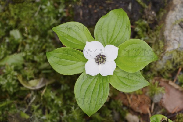 Canadian dogwood (Cornus canadensis), flower and leaves, Wells Gray Provincial Park, British Columbia, Canada