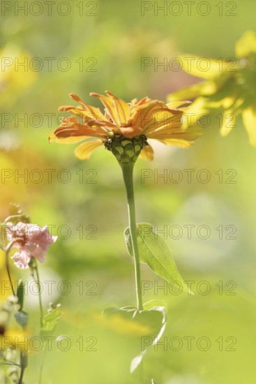 Zinnia (Zinnia elegans, Zinnia violacea), flower, ornamental plant, North Rhine-Westphalia, Germany