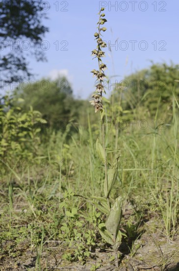 Broad-leaved helleborine or broad-leaved marsh orchid (Epipactis helleborine), flowering, North Rhine-Westphalia, Germany