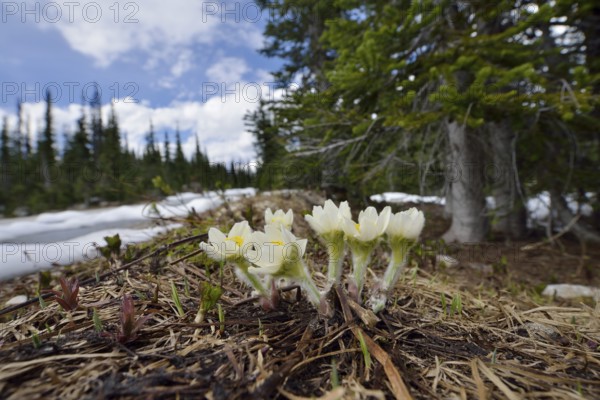 Western pasque flower (Anemone occidentalis), in bloom, Mount Revelstoke National Park, British Columbia, Canada