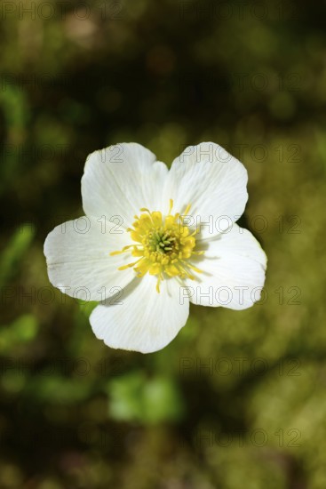 Western pasque flower (Anemone occidentalis), Banff National Park, Alberta, Canada