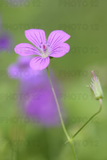 Cranesbill (Geranium hybride), flower, garden plant, North Rhine-Westphalia, Germany