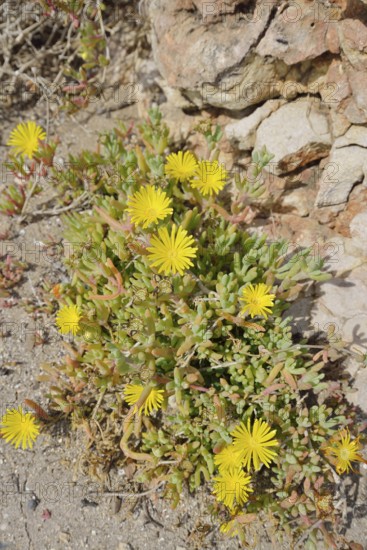 Edible noon flower or yellow noon flower (Carpobrotus edulis), flowering, Majorca, Balearic Islands, Spain