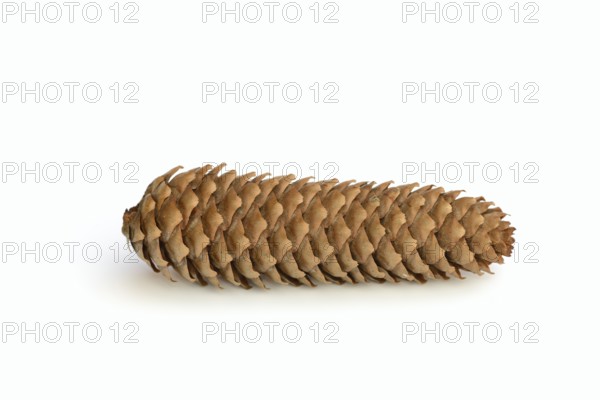 European spruce (Picea abies), cones against a white background
