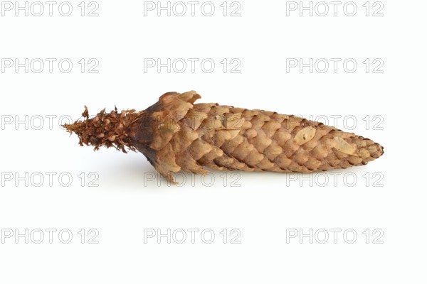 European spruce (Picea abies), cones gnawed by a squirrel (Sciurus vulgaris) against a white background