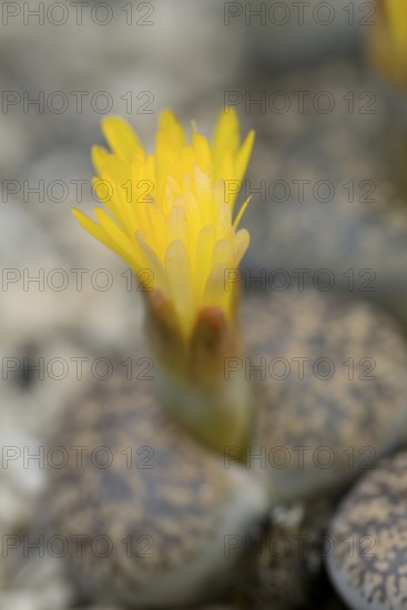Pebble Plants (Lithops turbiniformis), flower, occurring in southern Africa