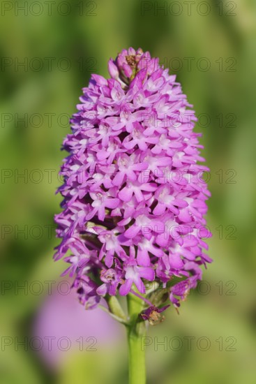 Pyramidal dogbane (Anacamptis pyramidalis), flowering, Normandy, France