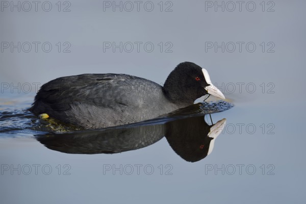 Eurasian Coot (Fulica atra) swimming, North Rhine-Westphalia, Germany