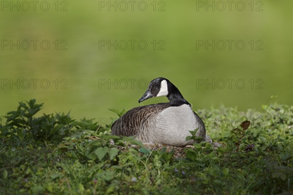 Canada goose (Branta canadensis) sitting brooding on the nest, North Rhine-Westphalia, Germany