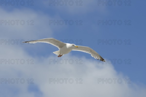 Herring Gull (Larus argentatus) in flight, Normandy, France