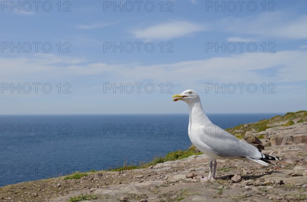 Herring Gull (Larus argentatus) standing on a rock on the coast, Brittany, France
