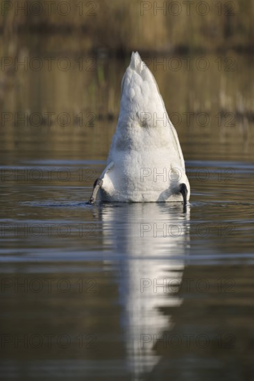 Mute swan (Cygnus olor) basking, North Rhine-Westphalia, Germany