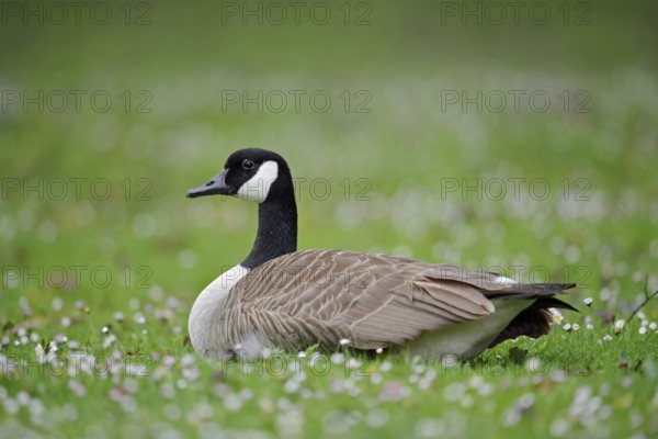 Canada goose (Branta canadensis) sitting in a meadow, North Rhine-Westphalia, Germany