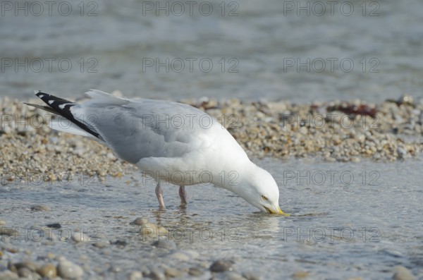 Herring Gull (Larus argentatus) drinking, Normandy, France