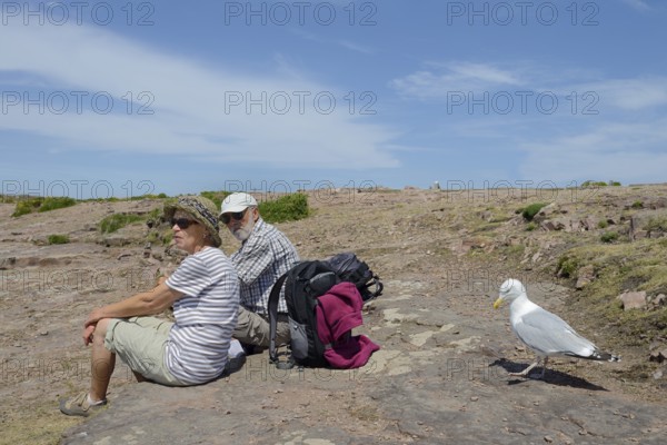 Herring Gull (Larus argentatus) and resting migrants, Brittany, France