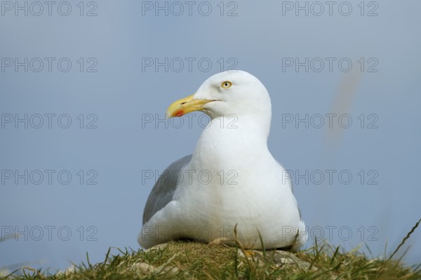 Herring Gull (Larus argentatus), Normandy, France