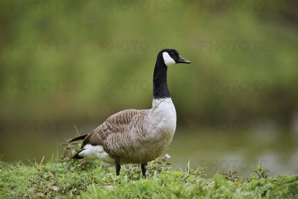 Canada goose (Branta canadensis), North Rhine-Westphalia, Germany