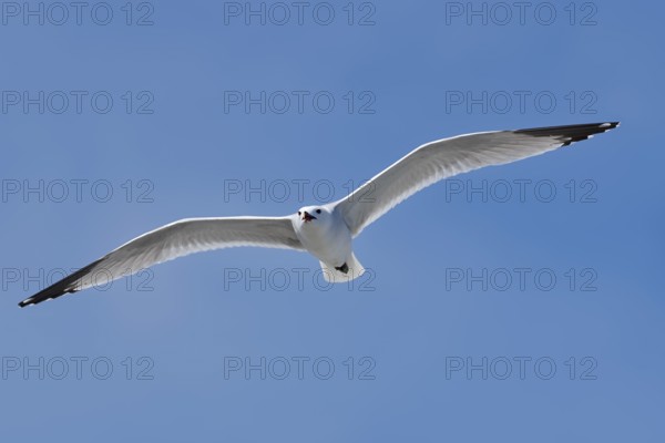 Audouin's Gull (Ichthyaetus audouinii, Larus audouinii) flying, Majorca, Balearic Islands, Spain