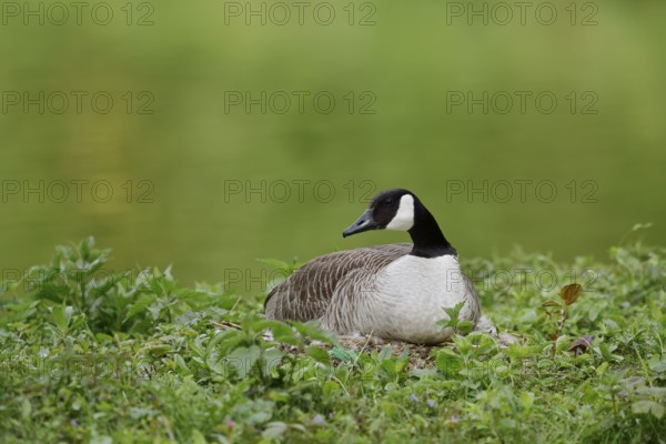 Canada goose (Branta canadensis) breeding on the nest, North Rhine-Westphalia, Germany