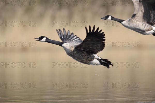 Canada geese (Branta canadensis) flying, North Rhine-Westphalia, Germany