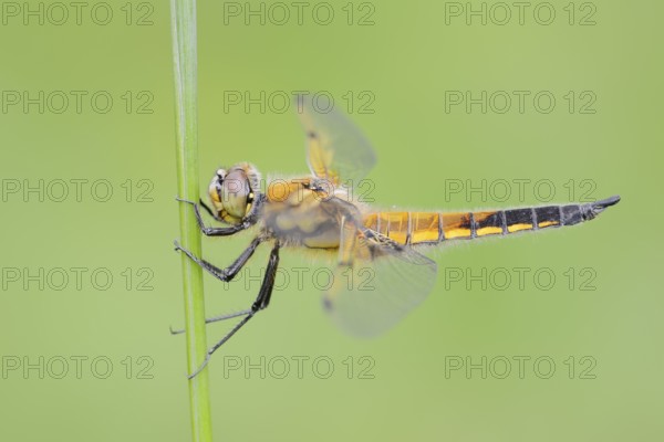 Four-spotted dragonfly (Libellula quadrimaculata), female, North Rhine-Westphalia, Germany