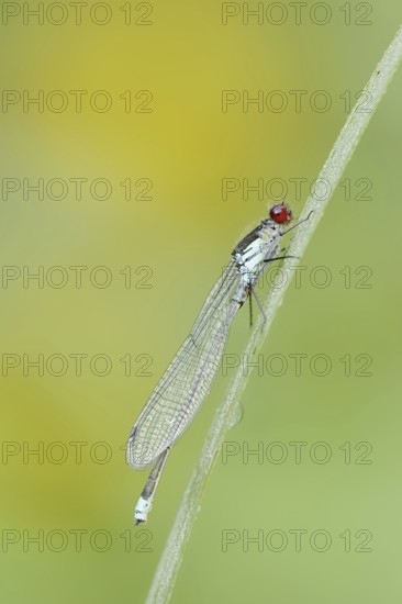Red-eyed Damselfly (Erythromma najas), male, North Rhine-Westphalia, Germany