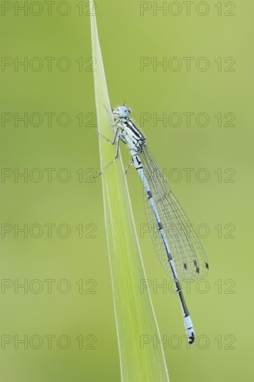 Horseshoe Damselfly (Coenagrion puella), male, North Rhine-Westphalia, Germany