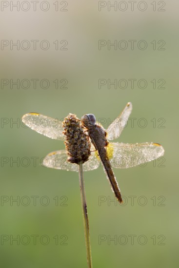 Scarlet Dragonfly (Crocothemis erythraea), female in backlight, North Rhine-Westphalia, Germany