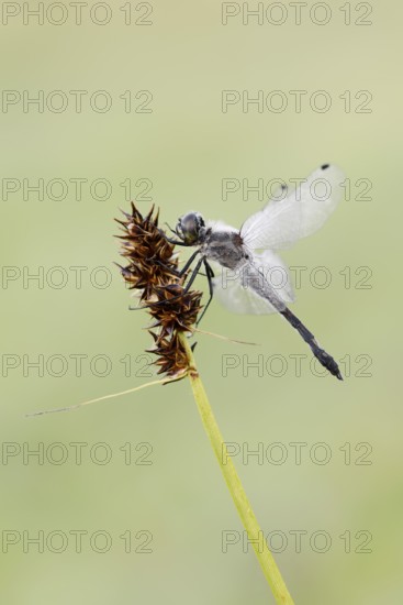 Black Darter (Sympetrum danae), male, North Rhine-Westphalia, Germany