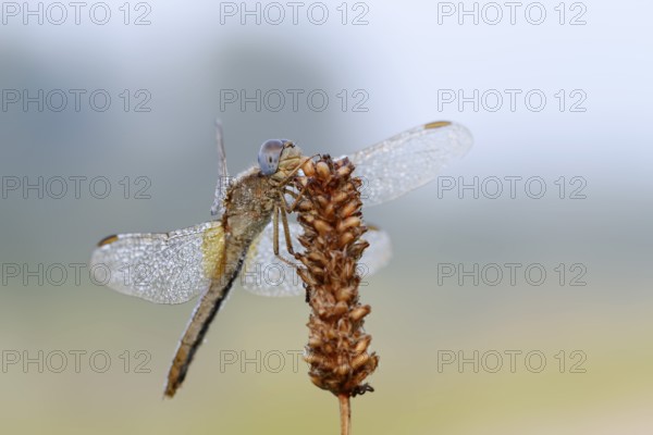 Scarlet Dragonfly (Crocothemis erythraea), female with dewdrops, North Rhine-Westphalia, Germany