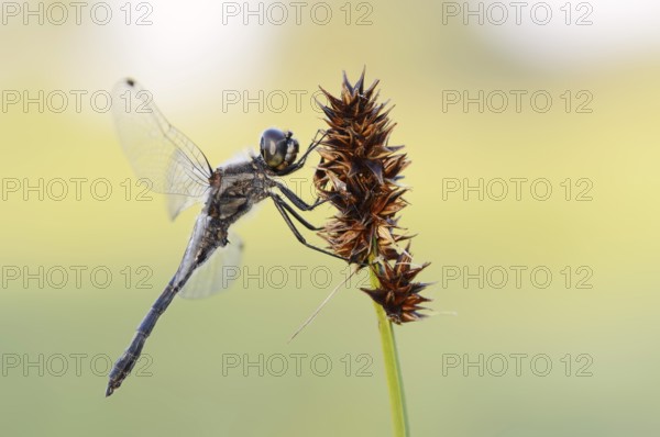 Black Darter (Sympetrum danae), male, North Rhine-Westphalia, Germany