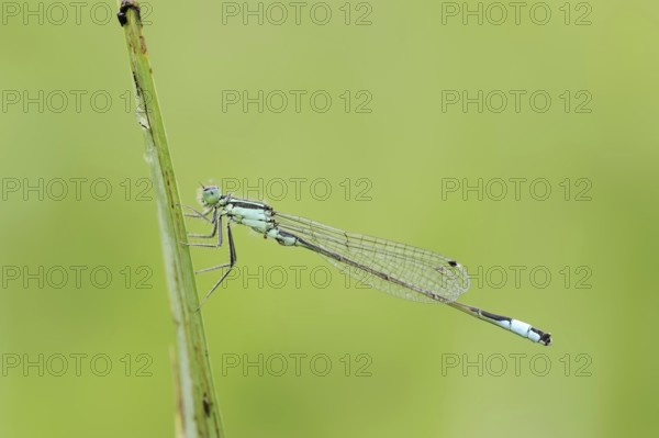 Blue-tailed damselfly (Ischnura elegans), male, North Rhine-Westphalia, Germany