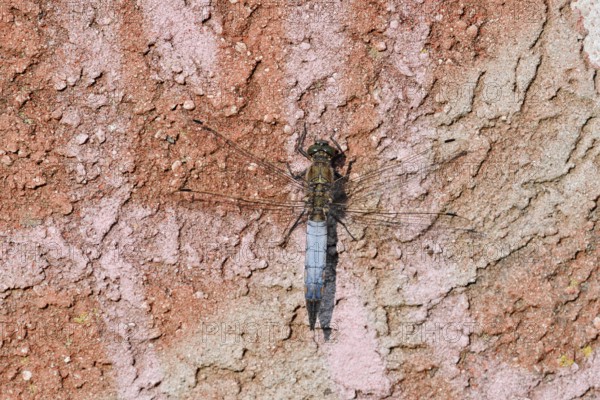 Black-tailed Skimmer (Orthetrum cancellatum), male, North Rhine-Westphalia, Germany