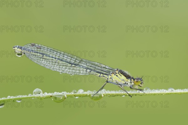 Red-eyed Damselfly (Erythromma najas), female with dewdrops, North Rhine-Westphalia, Germany
