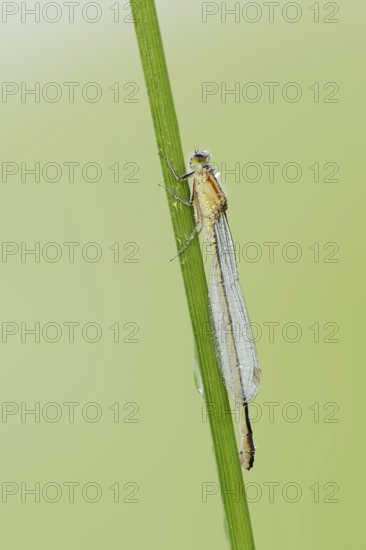 Blue-tailed damselfly (Ischnura elegans), female with dewdrops, North Rhine-Westphalia, Germany