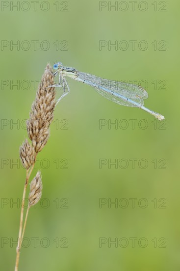 White-legged damselfly or common damselfly (Platycnemis pennipes), female, North Rhine-Westphalia, Germany