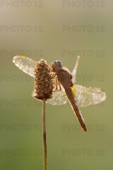 Scarlet Dragonfly (Crocothemis erythraea), female against the light at sunrise, North Rhine-Westphalia, Germany