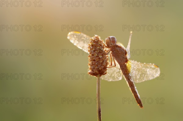 Scarlet Dragonfly (Crocothemis erythraea), female against the light at sunrise, North Rhine-Westphalia, Germany