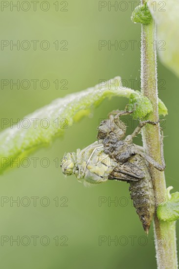 Black-tailed Skimmer (Orthetrum cancellatum), hatch, larva, dragonfly larva, North Rhine-Westphalia, Germany