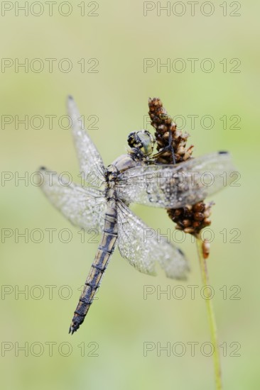 Black-tailed Skimmer (Orthetrum cancellatum), female with dewdrops, North Rhine-Westphalia, Germany