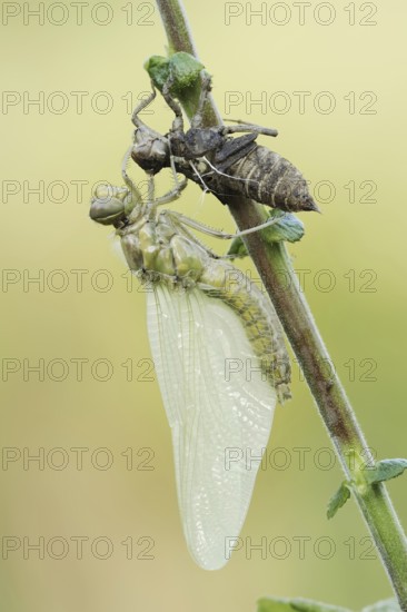 Black-tailed Skimmer (Orthetrum cancellatum), freshly hatched with exuvia, North Rhine-Westphalia, Germany