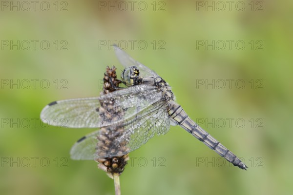 Black-tailed Skimmer (Orthetrum cancellatum), female with dewdrops, North Rhine-Westphalia, Germany