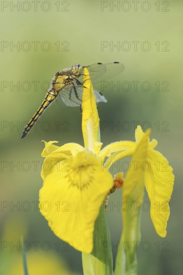 Black-tailed Skimmer (Orthetrum cancellatum), female on the flower of a marsh iris (Iris pseudacorus), North Rhine-Westphalia, Germany