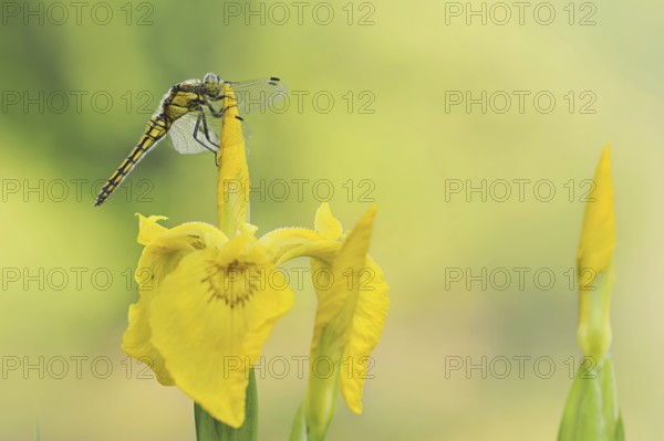 Black-tailed Skimmer (Orthetrum cancellatum), female on the flower of a marsh iris (Iris pseudacorus), North Rhine-Westphalia, Germany
