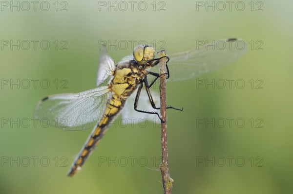 Black-tailed Skimmer (Orthetrum cancellatum), female, North Rhine-Westphalia, Germany