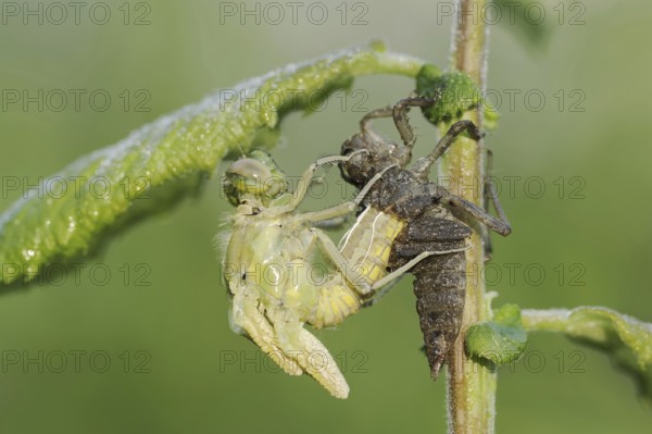 Black-tailed Skimmer (Orthetrum cancellatum), hatch, larva, dragonfly larva, North Rhine-Westphalia, Germany